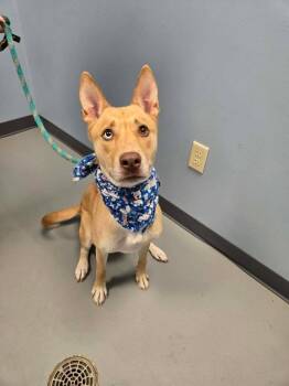 Sapphire -  Labrador Retriever and Shepherd Dog for Adoption in Zanesville, Ohio - Sapphire | PetCurious