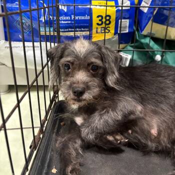 Wirehaired Terrier Dogs Available for Adoption in Tampa, Florida - Bonnie | PetCurious