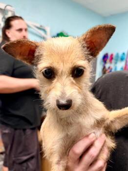 Camryn -  Chihuahua and Mixed Breed Dog for Adoption in Cape Coral, Florida - Camryn | PetCurious