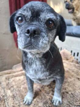 Pug Dogs Available for Adoption in Minneapolis, Minnesota - Lacey~FOSTER OR FOSTER TO ADOPT NEEDED~ | PetCurious