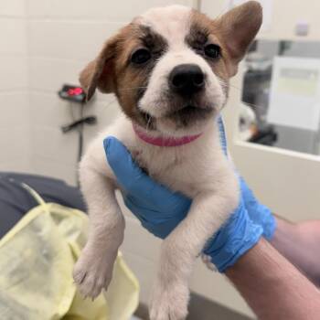 CT Bolivia -  Mixed Breed Dog for Adoption in Eastford, Connecticut - CT Bolivia | PetCurious