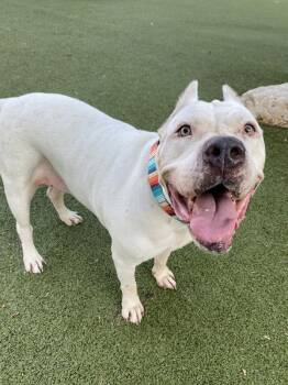 Hazel -  Mixed Breed and Dogo Argentino Dog for Adoption in Austin, Texas - Hazel | PetCurious