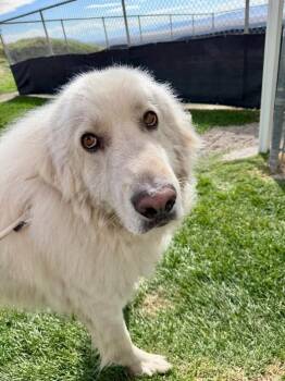 Pancake -  Great Pyrenees Dog for Adoption in Fruit Heights, Utah - Pancake | PetCurious