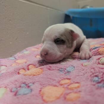 Zoe -  Terrier Dog for Adoption in Jasper, Indiana - Zoe | PetCurious