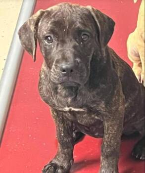 Baja -  Redbone Coonhound and Mastiff Dog for Adoption in Sullivan, Indiana - Baja | PetCurious
