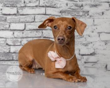 Pearl -  Dachshund Dog for Adoption in Tuscaloosa, Alabama - Pearl | PetCurious