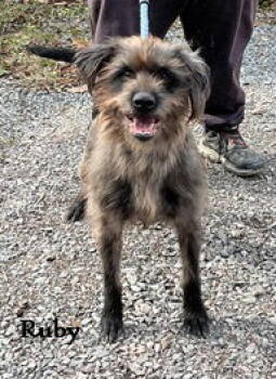 Rescue Terrier Dogs for Adoption in Elkins, West Virginia - Ruby | PetCurious