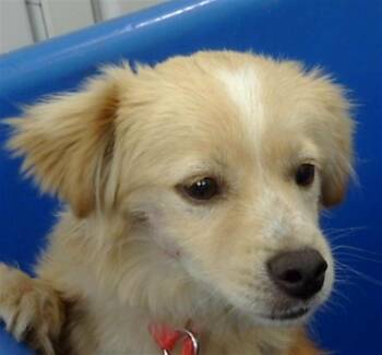 Mixed Breed Dogs Available for Adoption in Dallas, Texas - HALF-PINT | PetCurious