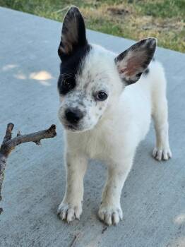 Patch -  Australian Cattle Dog Blue Heeler Dog for Adoption in Penryn, California - Patch | PetCurious