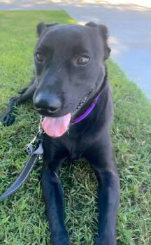 Bayloo -  Labrador Retriever Dog for Adoption in San Diego, California - Bayloo | PetCurious