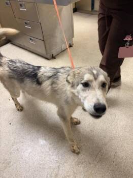 BECKHAM -  Husky Dog for Adoption in Riverside, California - BECKHAM | PetCurious