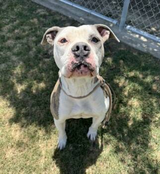 Rescue American Staffordshire Terrier Dogs for Adoption in Tulare, California - Athena | PetCurious