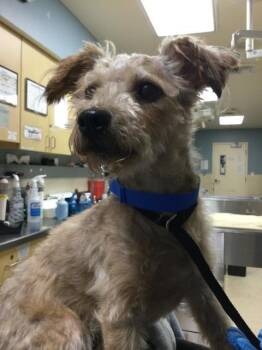 DOUG -  Terrier Dog for Adoption in Riverside, California - DOUG | PetCurious