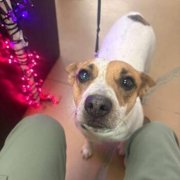 Chedder -  Mixed Breed Dog for Adoption in Gadsden, Alabama - Chedder | PetCurious