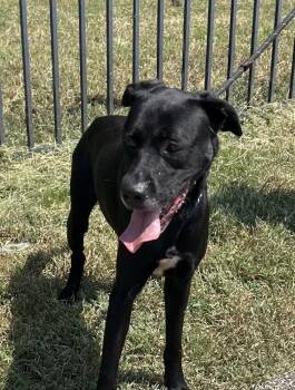 Johnnie -  Labrador Retriever Dog for Adoption in Horn Lake, Mississippi - Johnnie | PetCurious