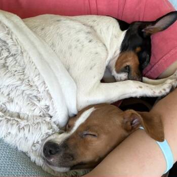 Fennel -  Mixed Breed and Rat Terrier Dog for Adoption in West Olive, Michigan - Fennel | PetCurious