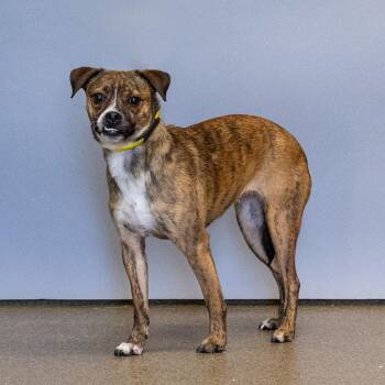 Mixed Breed Dogs Available for Adoption in Council Bluffs, Iowa - Annie | PetCurious