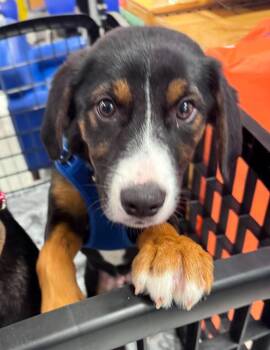 Milo -  Beagle Dog Available for Adoption in Harrison, New York - Milo | PetCurious