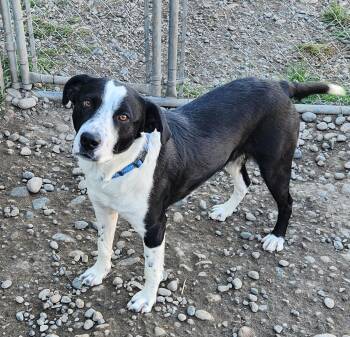 Marty -  Border Collie Dog for Adoption in Billings, Montana - Marty | PetCurious