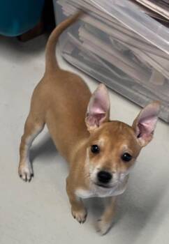Dingo -  Chihuahua Dog for Adoption in Dalton, Georgia - Dingo | PetCurious