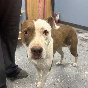 Athena -  Pit Bull Terrier Dog for Adoption in Saint Joseph, Missouri - Athena | PetCurious