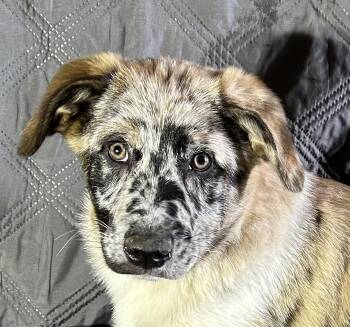 Australian Shepherd and Great Pyrenees Dogs Available for Adoption - Snow  | PetCurious