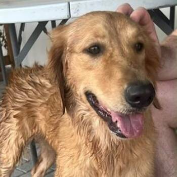 Lucy -  Golden Retriever Dog for Adoption in Toronto, Ontario - Lucy | PetCurious
