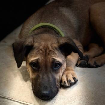Lionel Messi -  Border Collie and Shepherd Dog for Adoption in Newport Beach, California - Lionel Messi | PetCurious
