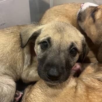 Pastry -  Mixed Breed Dog for Adoption in Chattanooga, Tennessee - Pastry | PetCurious