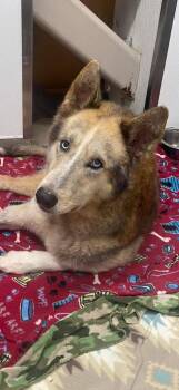 Brady -  Husky and German Shepherd Dog Dog for Adoption in Sumter, South Carolina - Brady | PetCurious