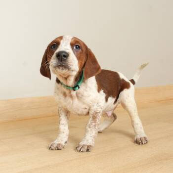 Basset Hound and Mixed Breed Dogs Available for Adoption - Yew D68163 | PetCurious