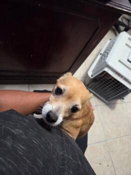 Chester (L624 D8) -  Chihuahua Dog for Adoption in Pahrump, Nevada - Chester (L624 D8) | PetCurious