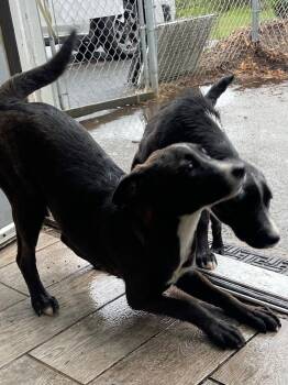 Labrador Retriever Dogs Available for Adoption in Ringwood, New Jersey - Lab Puppies | PetCurious