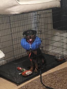 Rottweiler Dogs Available for Adoption in Gilbert, Arizona - Poppy | PetCurious