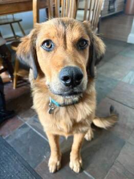 Gretel -  Golden Retriever and Shepherd Dog for Adoption in Millcreek, Utah - Gretel | PetCurious
