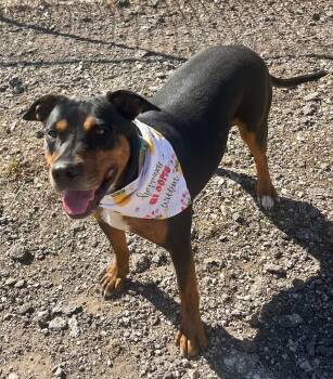 Pit Bull Terrier Dogs Available for Adoption - Cookie | PetCurious