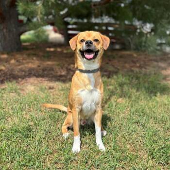 Flynn Ryder--In Foster***ADOPTION PENDING*** -  Beagle and Mixed Breed Dog for Adoption in Fargo, North Dakota - Flynn Ryder--In Foster***ADOPTION PENDING*** | PetCurious