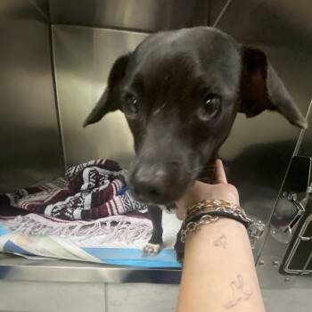 Rescue Mixed Breed Dogs for Adoption in Charleston, West Virginia - Seal | PetCurious