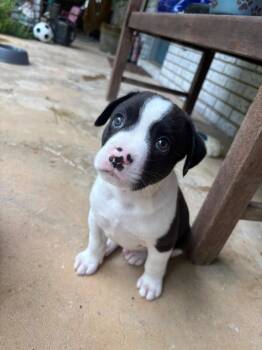 Elmer -  Mixed Breed Dog Available for Adoption in Taycheedah, Wisconsin - Elmer | PetCurious