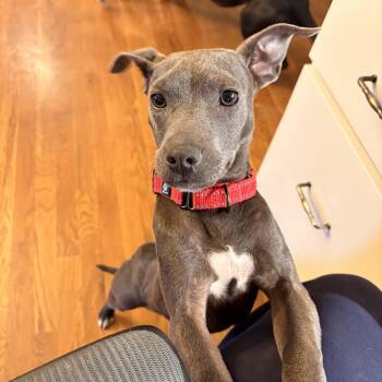 Weimaraner and Pit Bull Terrier Dogs Available for Adoption - Scarlett | PetCurious