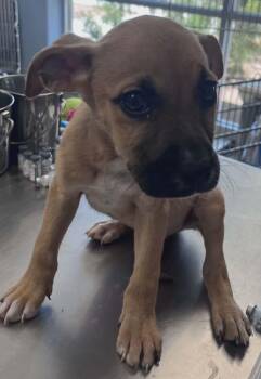 Zeus -  Labrador Retriever Dog for Adoption in Kingman, Arizona - Zeus | PetCurious