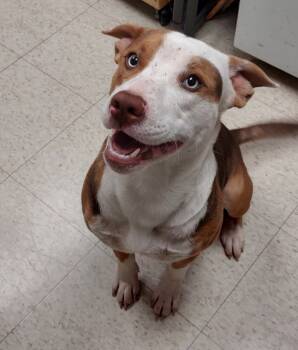 Rescue Terrier Dogs for Adoption in Mocksville, North Carolina - Bluey | PetCurious