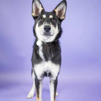 Mia -  Mixed Breed Dog for Adoption in Portland, Oregon - Mia | PetCurious