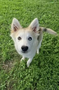 Hero -  Siberian Husky Dog Available for Adoption in Sumter, South Carolina - Hero | PetCurious