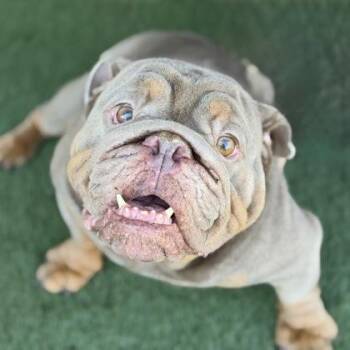 Prince -  English Bulldog Dog for Adoption in Sacramento, California - Prince | PetCurious