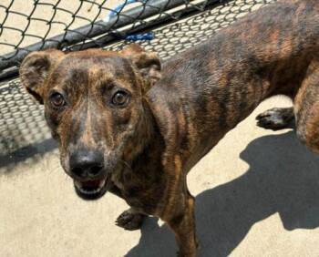 RUBY -  Pit Bull Terrier and Mixed Breed Dog for Adoption in Tulsa, Oklahoma - RUBY | PetCurious
