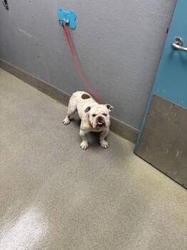 English Bulldog Dogs Available for Adoption - DIPPIN DOTS | PetCurious