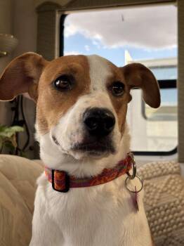 POWDER -  Husky Dog for Adoption in Broomfield, Colorado - POWDER | PetCurious