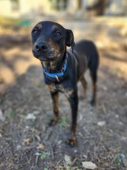 Rescue Mixed Breed Dogs for Adoption in Killeen, Texas - Maria | PetCurious