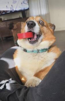 Corgi Dogs Available for Adoption in Cheektowaga, New York - Koby | PetCurious